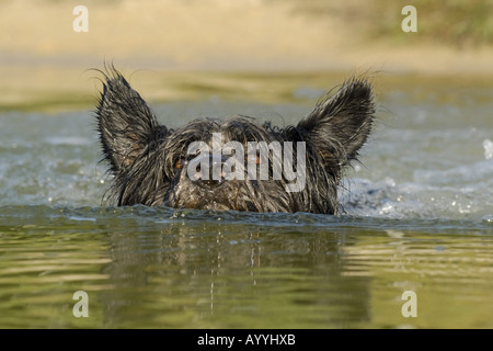 mixed breed dog (Canis lupus f. familiaris), swimming Stock Photo