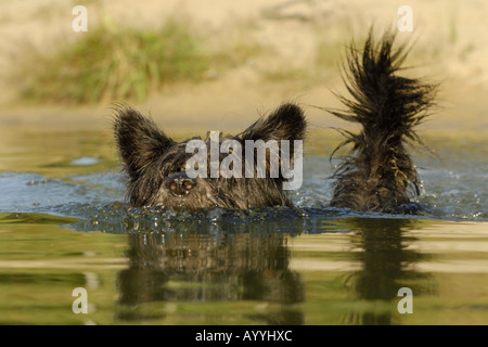 mixed breed dog (Canis lupus f. familiaris), swimming Stock Photo
