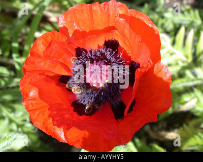 Oriental poppy (Papaver orientale), flower Stock Photo