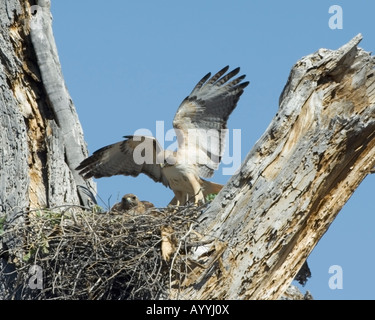 Red tailed Hawk Buteo jamaicensis Arizona USA Stock Photo