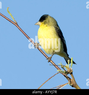 Lesser Goldfinch Carduelis psaltria Arizona USA Stock Photo