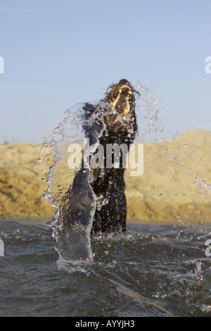 mixed breed dog (Canis lupus f. familiaris), romping water Stock Photo