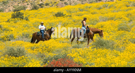Horse riders in brittlebush meadow Lost Dutchman State Park Arizona USA Stock Photo