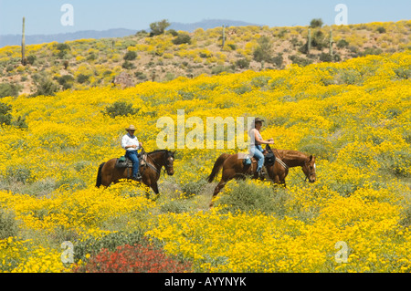 Horse riders in brittlebush meadow, Desert Bloom, Lost Dutchman State Park, Arizona, USA Stock Photo