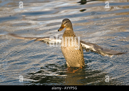 Female mallard duck (Anas platyrhynchos) flapping her wings after diving under the water - looks like she is walking on water! Stock Photo