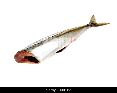 Fresh Healthy Raw Uncooked Mackerel Fillet Against An Isolated White Background With No People And A Clipping Path Stock Photo