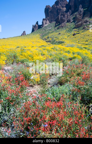 Brittlebush and chuparosa flowers Arizona USA - Superstition Mountains Stock Photo