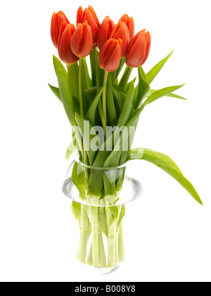 Bunch Or Bouquet Of Fresh Natural Spring Red Tulips Isolated Against A White Background With A Clipping Path And No People Stock Photo