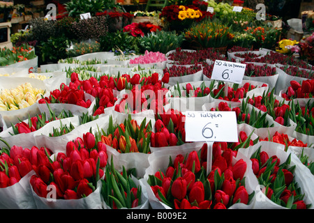 flowers for sale in the bloemenmarkt last of the citys floating markets singel amsterdam netherlands north holland europe Stock Photo