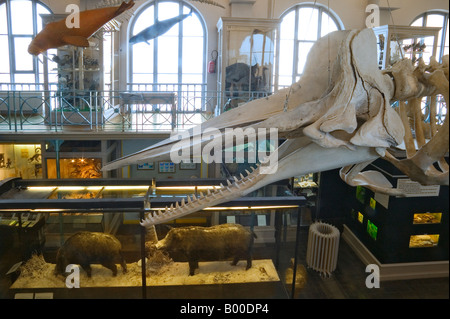 NATURAL HISTORY MUSEUM - LILLE - NORD - FRANCE Stock Photo
