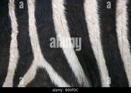 The stripes of a Chapman s Zebra Cotswold Wildlife Park Burford England Stock Photo