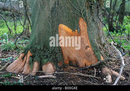 Rabbit Oryctolagus cuniculus damage to the base of an old beech tree Stock Photo