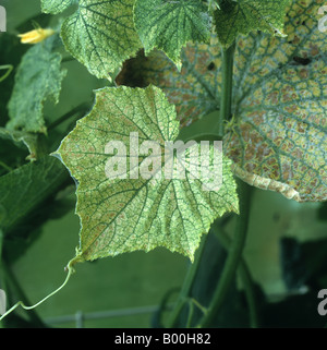 Two spotted spider mite Tetranychus urticae feeding damage to greenhouse cucumber leaf Stock Photo