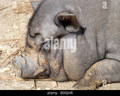 Vietnamese Pot-Bellied Pig, Vergel Safari Park, Alicante Province, Comunidad Valenciana, Spain Stock Photo