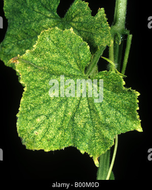 Two spotted spider mite Tetranychus urticae feeding damage to greenhouse cucumber leaf Stock Photo