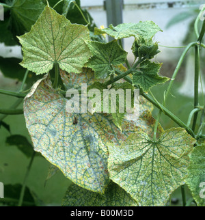 Two spotted spider mite Tetranychus urticae severe damage to glasshouse cucumber leaves Stock Photo