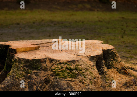 stump Stock Photo