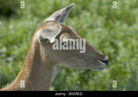 fallow deer in the Lainzer zoo Stock Photo