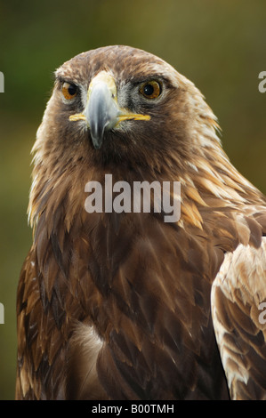 A portrait of the golden eagle Aquila chrysaetos looking straight at the viewer Stock Photo