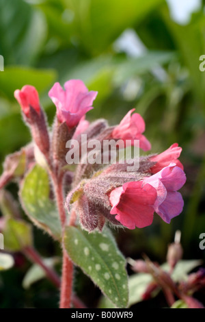 PULMONARIA VICTORIAN BROOCH Stock Photo