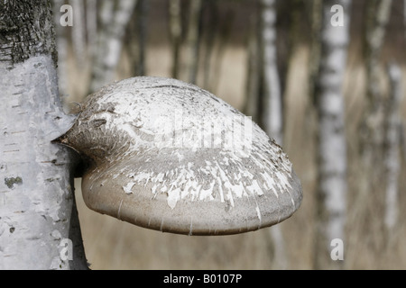 Birch polypore also known as Razorstrop Fungus Piptoporus Betulinus Stock Photo