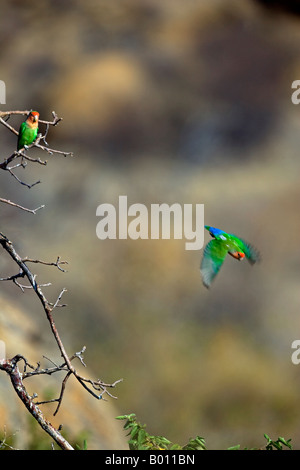 Namibia, Erongo Region; Erongo Mountains. A Rosy Faced Lovebird (Agapornis roseicollis) takes off in flight from an Acacia tree Stock Photo