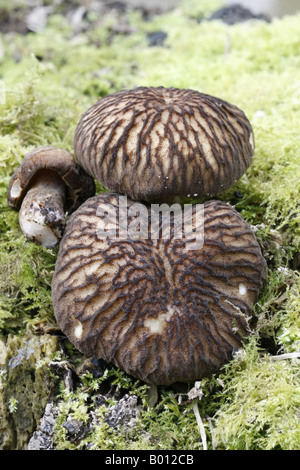 Group of Velvet Shield fungi, pluteus umbrosus Stock Photo
