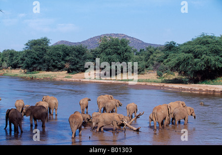 Kenya, Samburu, Buffalo Springs Reserve. A herd of elephants (Loxodonta africana) drink from the Ewaso Nyiro River.