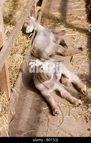 newborn lambs in the lambing shed high on the south downs