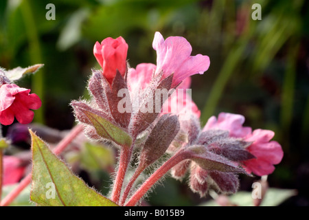 PULMONARIA VICTORIAN BROOCH Stock Photo