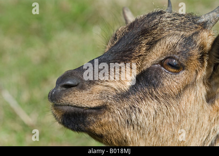 Stock photo of a close up shot of a Pygmy goats head The photo was taken on a smallholding in France where the goat is kept for Stock Photo