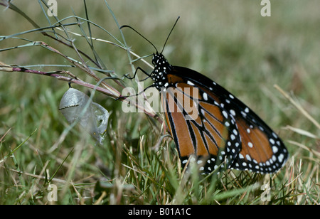 A monarch butterfly that has just hatched from its cocoon in the spring