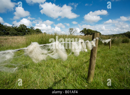 Sheeps' wool caught on barbed-wire fence around a farmer's field in Cornwall, England Stock Photo