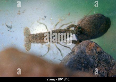 USA Portrait of a crawfish or crawdad or crayfish a common fresh water crustacean found in American waters Stock Photo