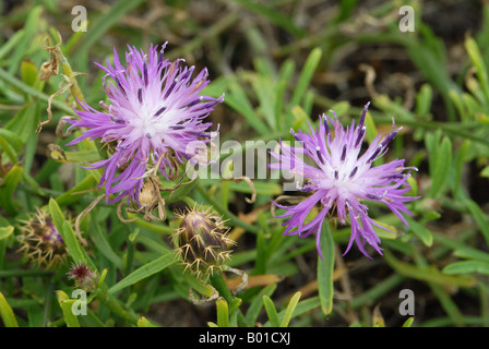 Greater Knapweed flower in close up Stock Photo