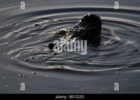 With deep throated sounds male alligator bubbles pond to attract mate, Anhinga Trail, Everglades National Park, Florida Stock Photo