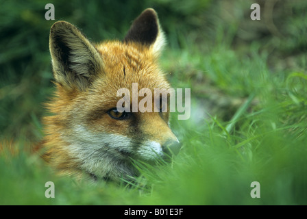 fox Vulpes vulpes portrait Stock Photo
