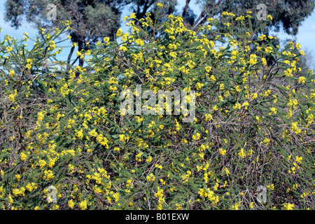 Outeniqua Raisinbush-Euryops virgineus- Family Asteraceae Stock Photo