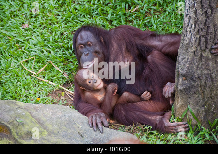 Female Orangutan and baby resting Stock Photo