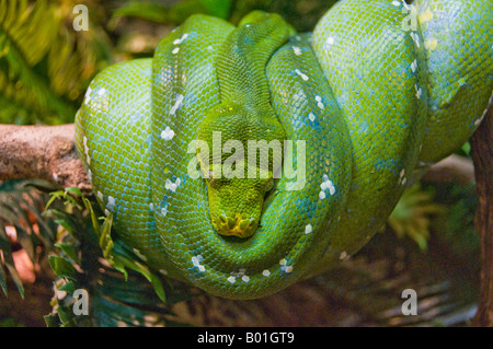 Green tree python Stock Photo