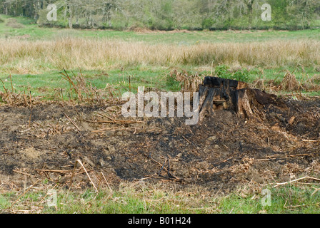 Stock photo of burnt bracken and an old tree stump The photo was taken in the Limousin region of France Stock Photo