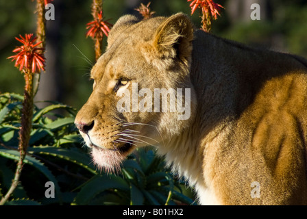 A lioness next to red-hot poker flowers in a zoo Stock Photo