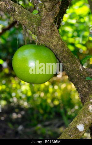 Green unripe fruit of the ornamental Calabash tree Crescentia cujete Osa Peninsula Carate Costa Rica Stock Photo