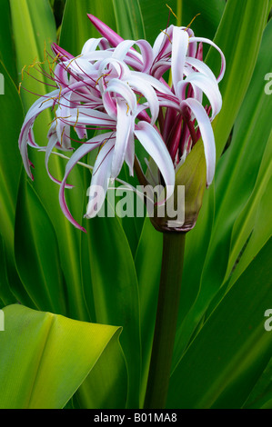 Opened Purple Crinum Lily flower  Crinum Asiaticum Spider plant in a tropical garden Osa Peninsula Carate Costa Rica
