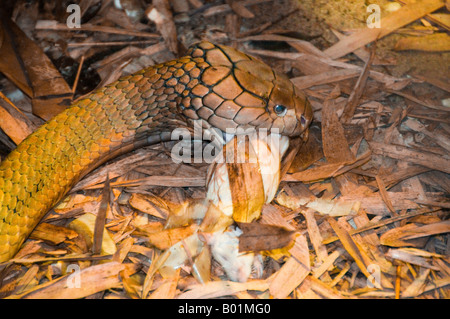 King cobra (Ophiophagus hannah), eating a snake, Thailand Stock Photo -  Alamy