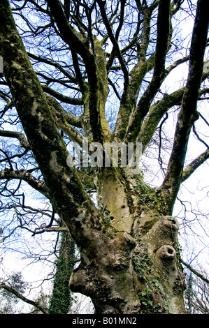 A great old beech tree in winter Stock Photo