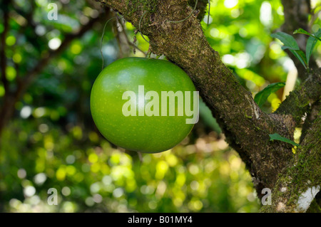 Green unripe fruit of the Calabash tree Crescentia cujete in Costa Rica Stock Photo