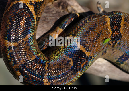 Close up of the body scales of a wild boa constrictor with green bug in Costa Rica