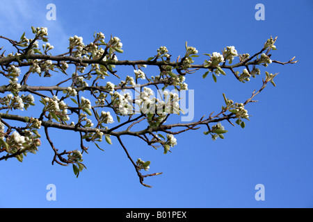 Pear tree, flowering spring-time blossom against Azure blue sky Stock Photo