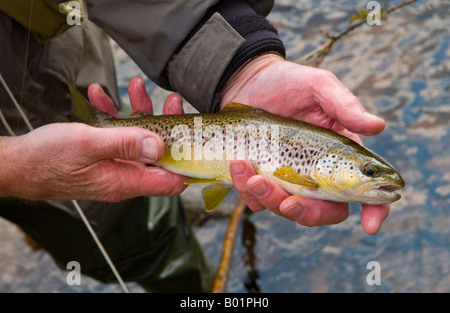 Wild brown trout caught while fly fishing on River Usk at Gliffaes Country House Hotel water near Crickhowell Powys Wales UK Stock Photo